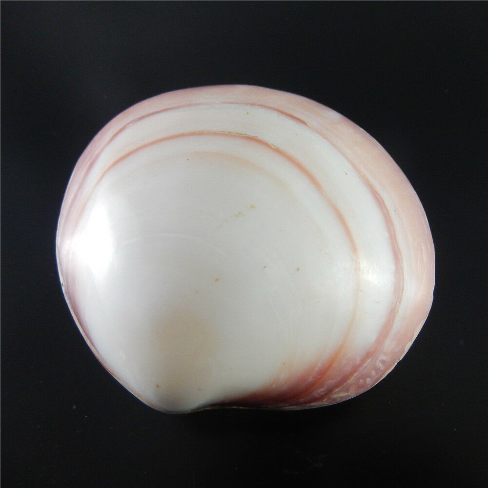 1x Natural Cherry Clam Shell Ornament Seashell Nautical Decor Aquarium DIY 6-8cm
