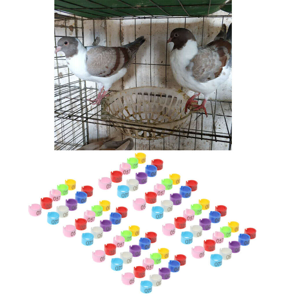 50x Bird Rings 7mm Leg Bands Pigeon Foot  Chicks Bantam Poultry Colourful AU