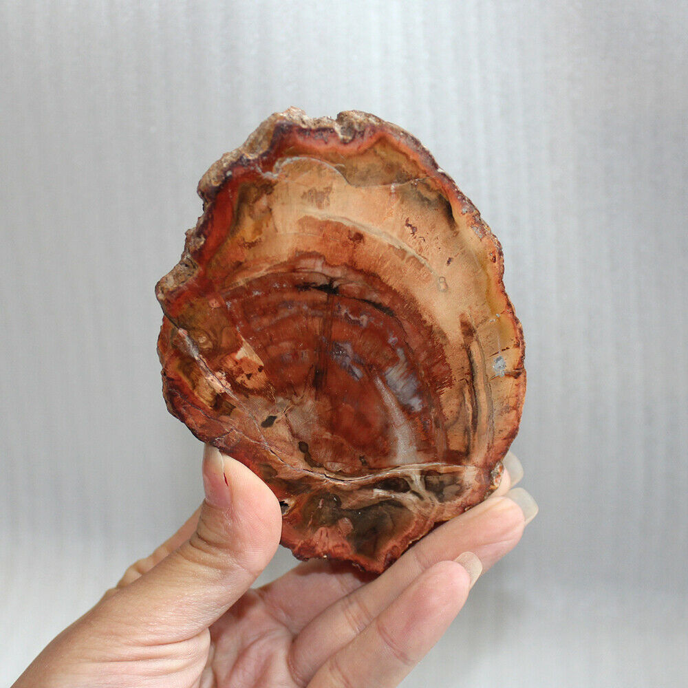 70MM Natural Wood Drink Coaster Specimen Fossil Polished Rock Madagascar