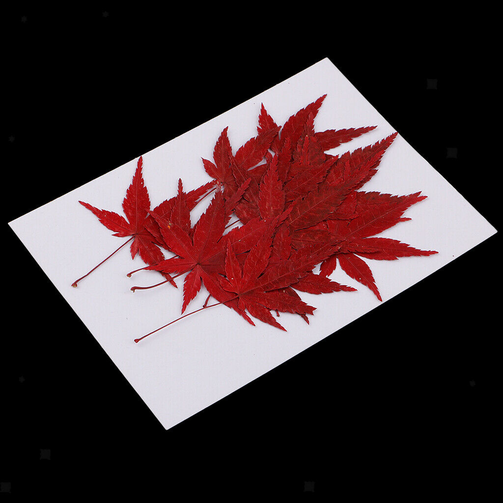 12x   Real   Dried   Flower   Leaves   Red   Maple   Leaf   for   DIY   Craft