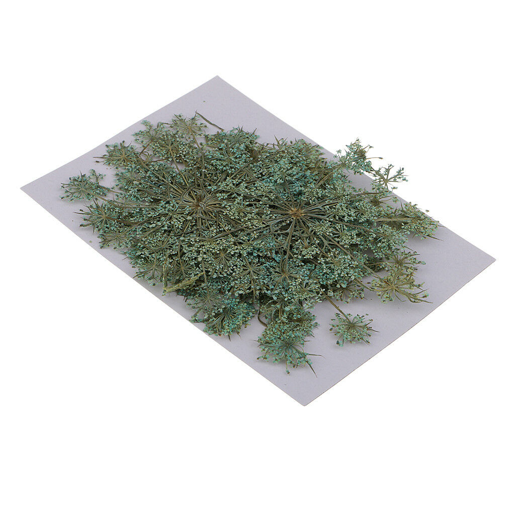 24x Pressed Dried Flower Real Carrot Flower for Candle Making Craft 4 Colors