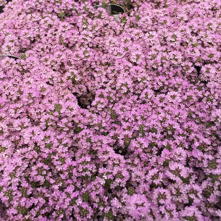 Wild Creeping Thyme - Thymus serpyllum - 50+ seeds - BEST GREEN SPICE!