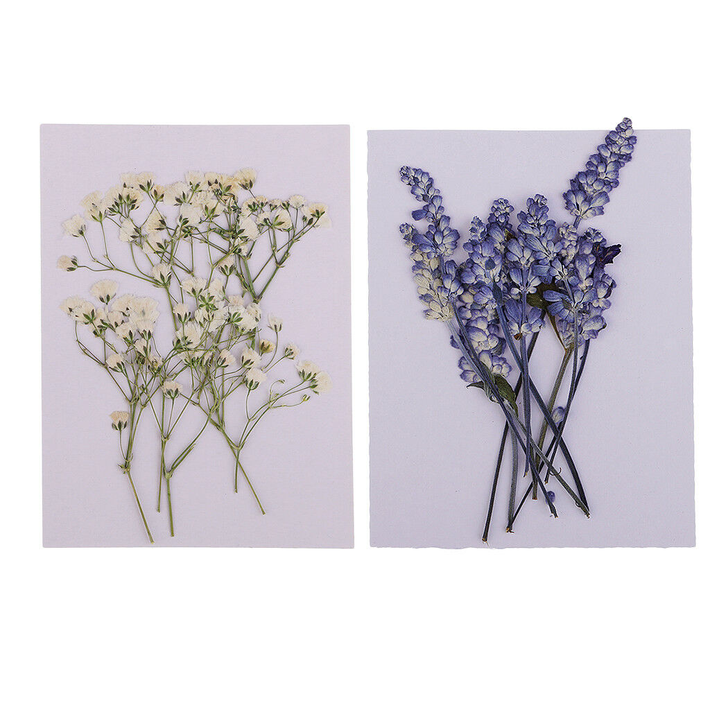20x Pressed Real Dried Flowers Babys breath &Sage DIY Floral Art Craft Decor