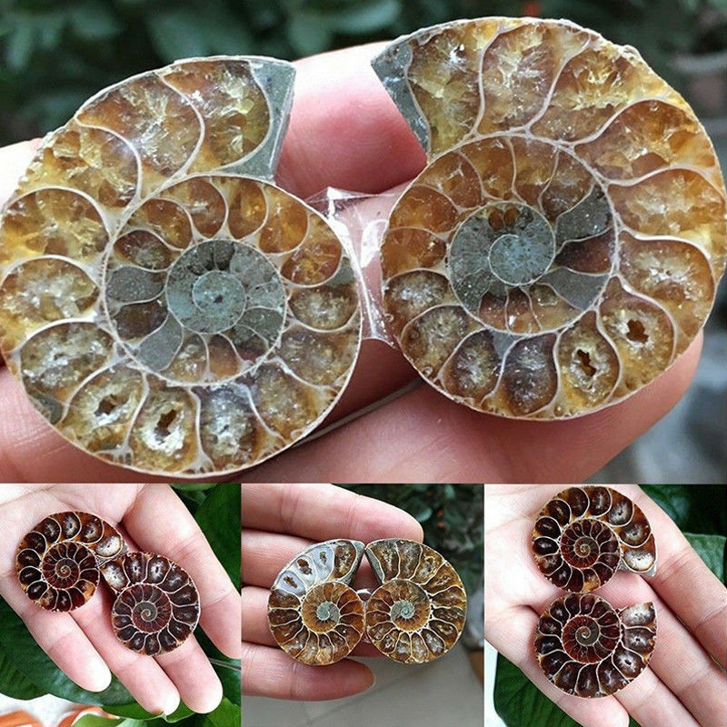 1 Pc Half Cut Natural Ammonite Shell Fossil Specimen Madagascar Decoration