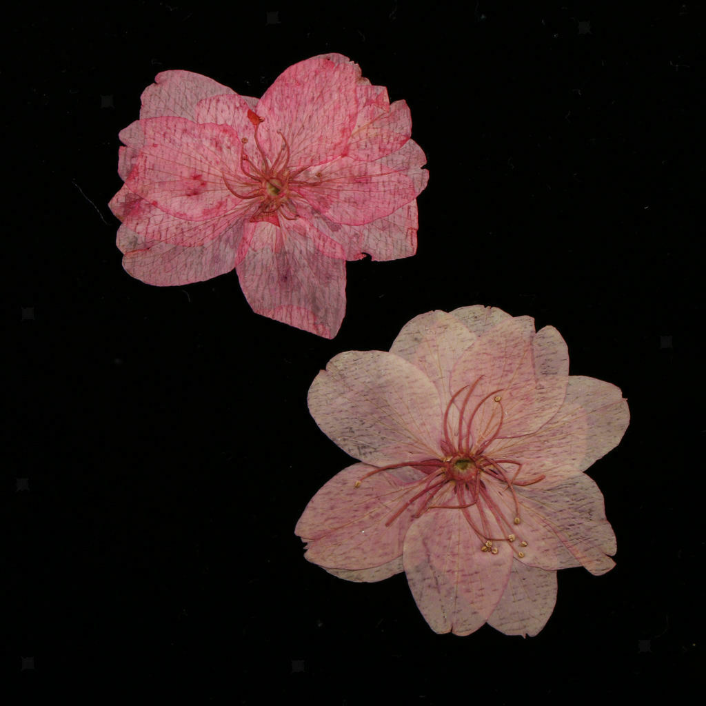 10x Mixed Dried Flower Sakura ornaments  Cherry Blossom Soap Candle Decors