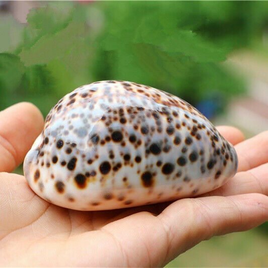 1Pcs Natural Cypraea Tigris Sea Shells Conch Fish Tank Decor Ornament HH6968