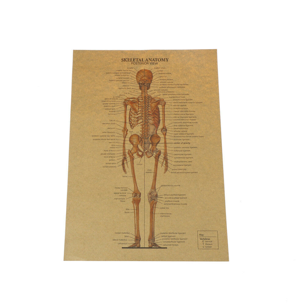 skeletal anatomy poster bar home decor retro kraft paper painting wal.l8