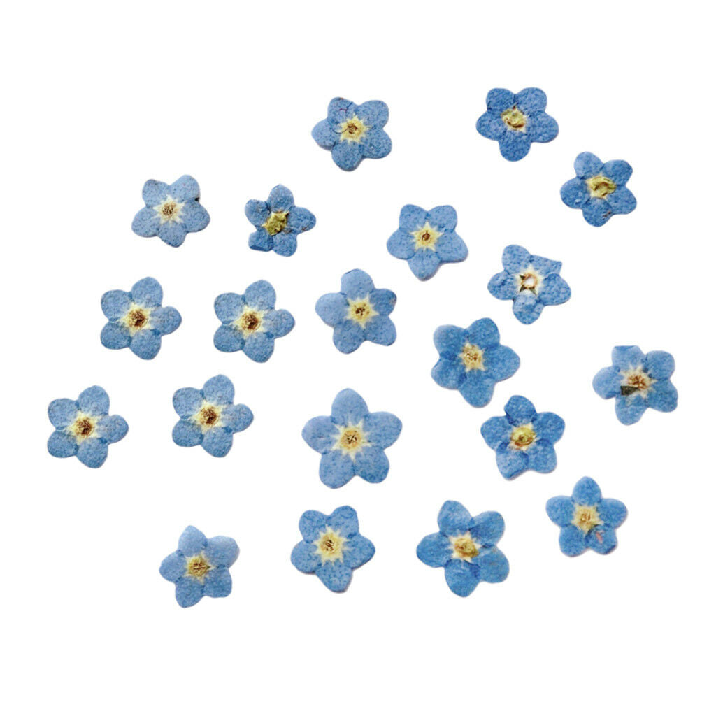 10x Pressed Flowers Petals Real Natural Dried Flower for DIY Floral Decor 04