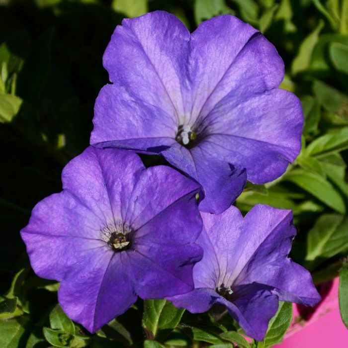 100PCS Seed Petunia Sky Blue Annual Beautiful Fragrance Home Garden High Quality