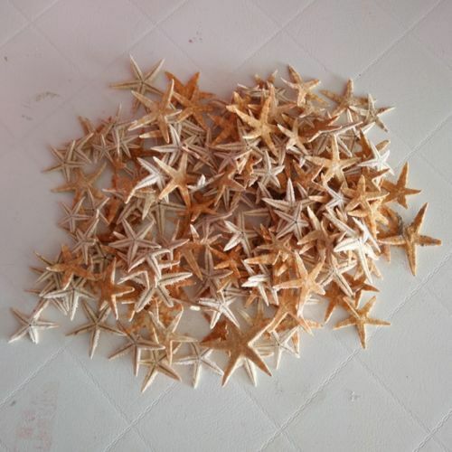 50 Tiny Mini Starfish Tan Flat (2-3cm) Beach Crafts Decor Nail Art