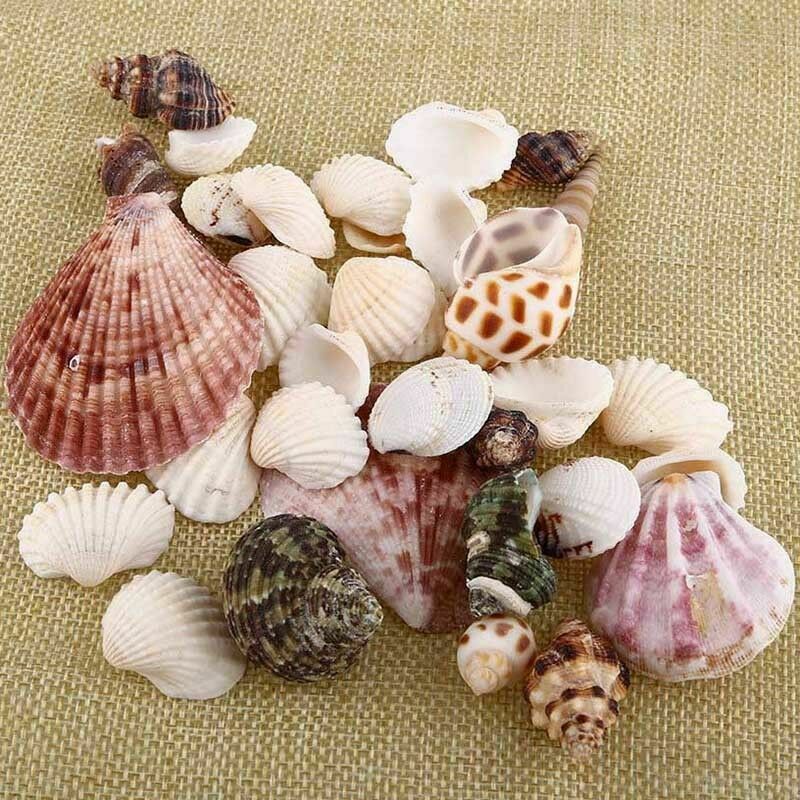 100g Mixed Beach SeaShells Mix Sea Shell Craft SeaShell Natural Aquarium Deco