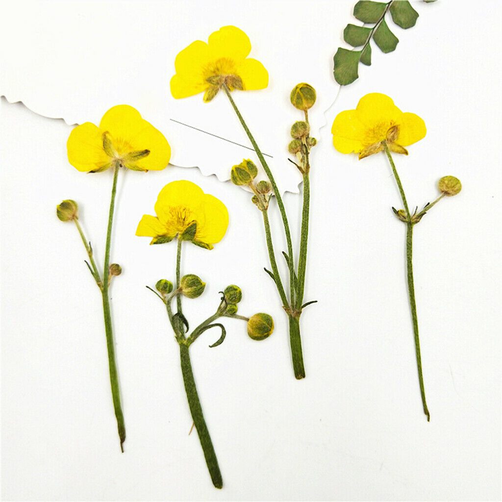 16pcs Natural Pressed Leaves Dried Flowers Plant Specimen Filler for