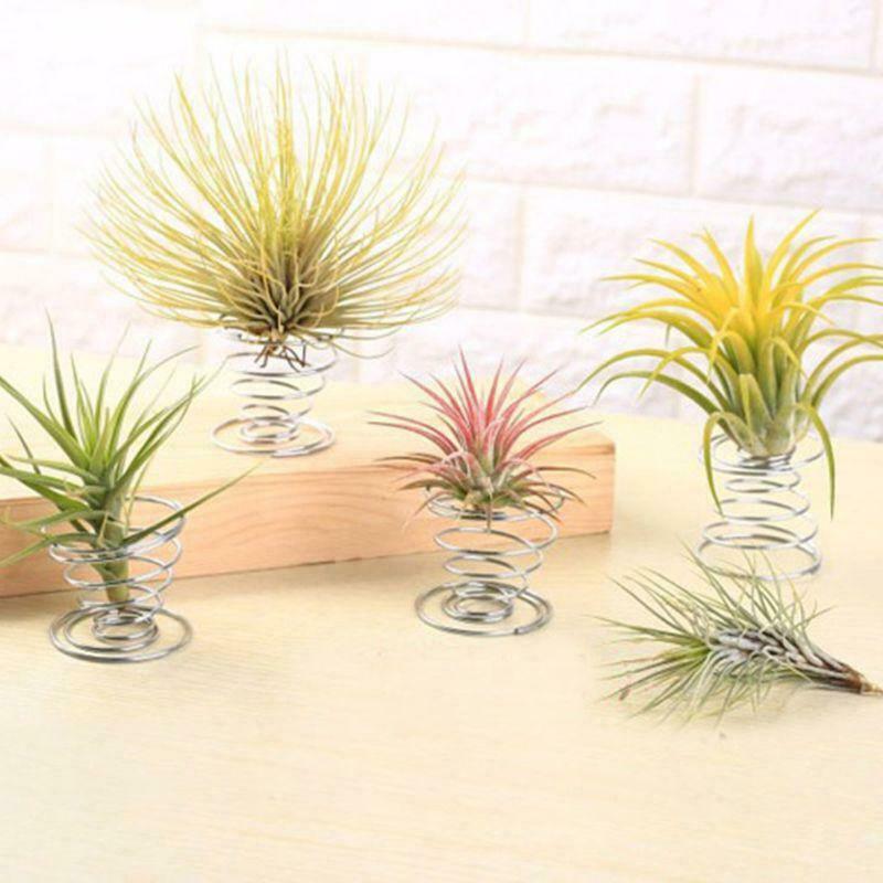 20 Pack Air Plant Stand Container Tillandsia Holder, Stainless Steel Wire Stand