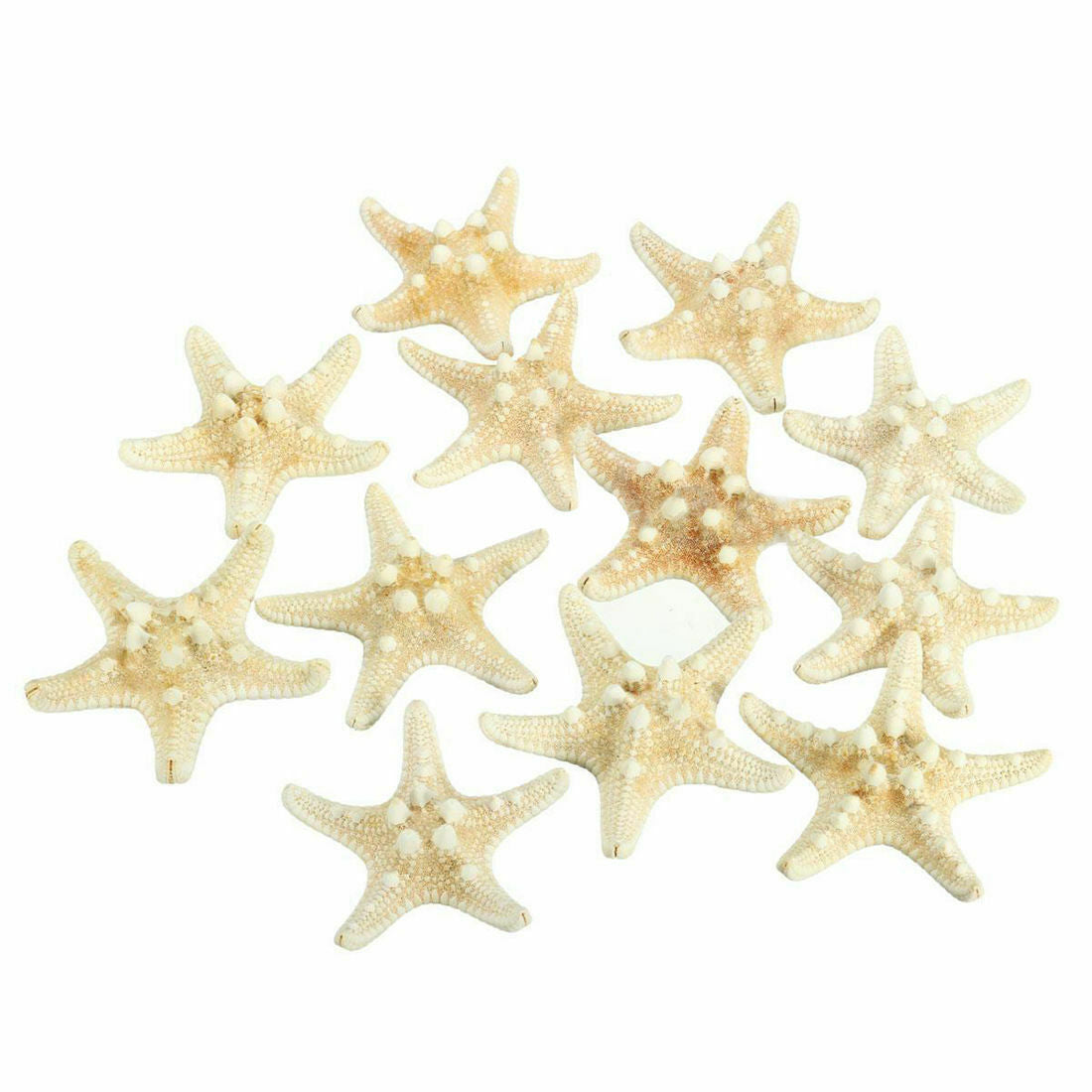 12 x WHITE KNOBBY STARFISH 5 to 7 CRAFT SEA SHELL BEACH DECOR