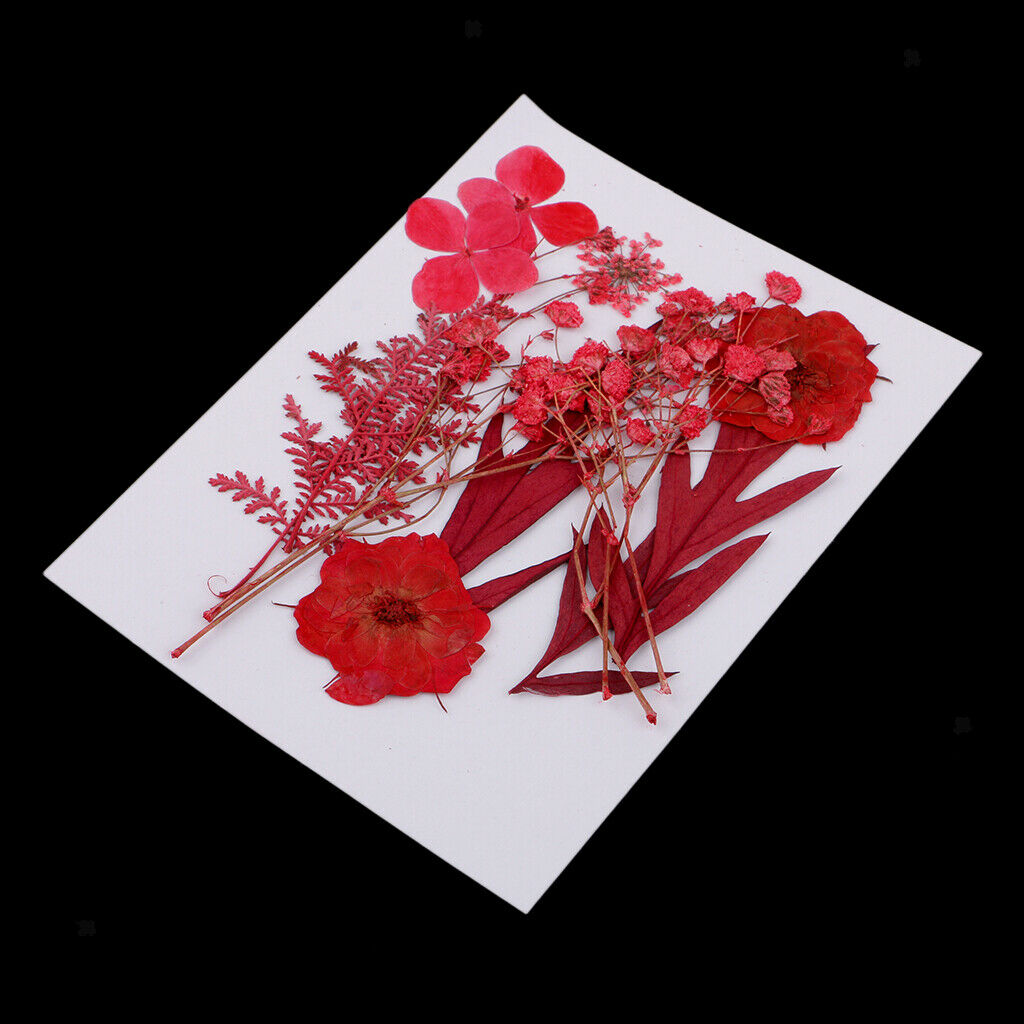 Multiple Mix Natural Pressed Dried Flowers Leaves DIY Arts Crafts 0.5-3cm