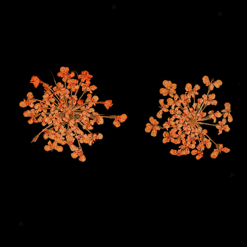 32 Pieces Real Pressed Flowers Dried Flowers for Home Deco Garden