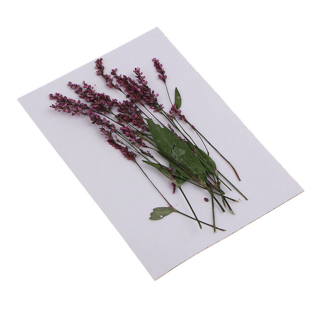 Blesiya 12Pcs Real Pressed Leaves Dried Flowers DIY Scrapbooking Phone Craft