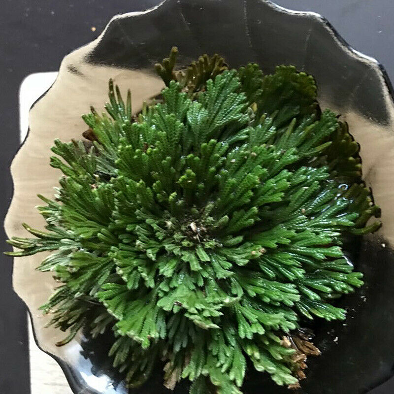 7-10cm Dried Flower Magic Resurrection Plant Air Fern Selaginella Moss Decor DIY
