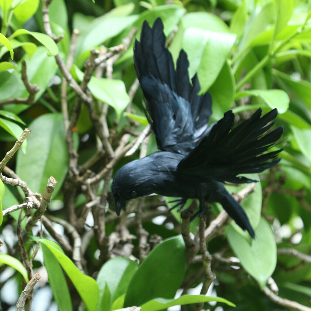 Black Realistic Flying Crow Decoy Hunting Birds Decoy Weed Pest Control