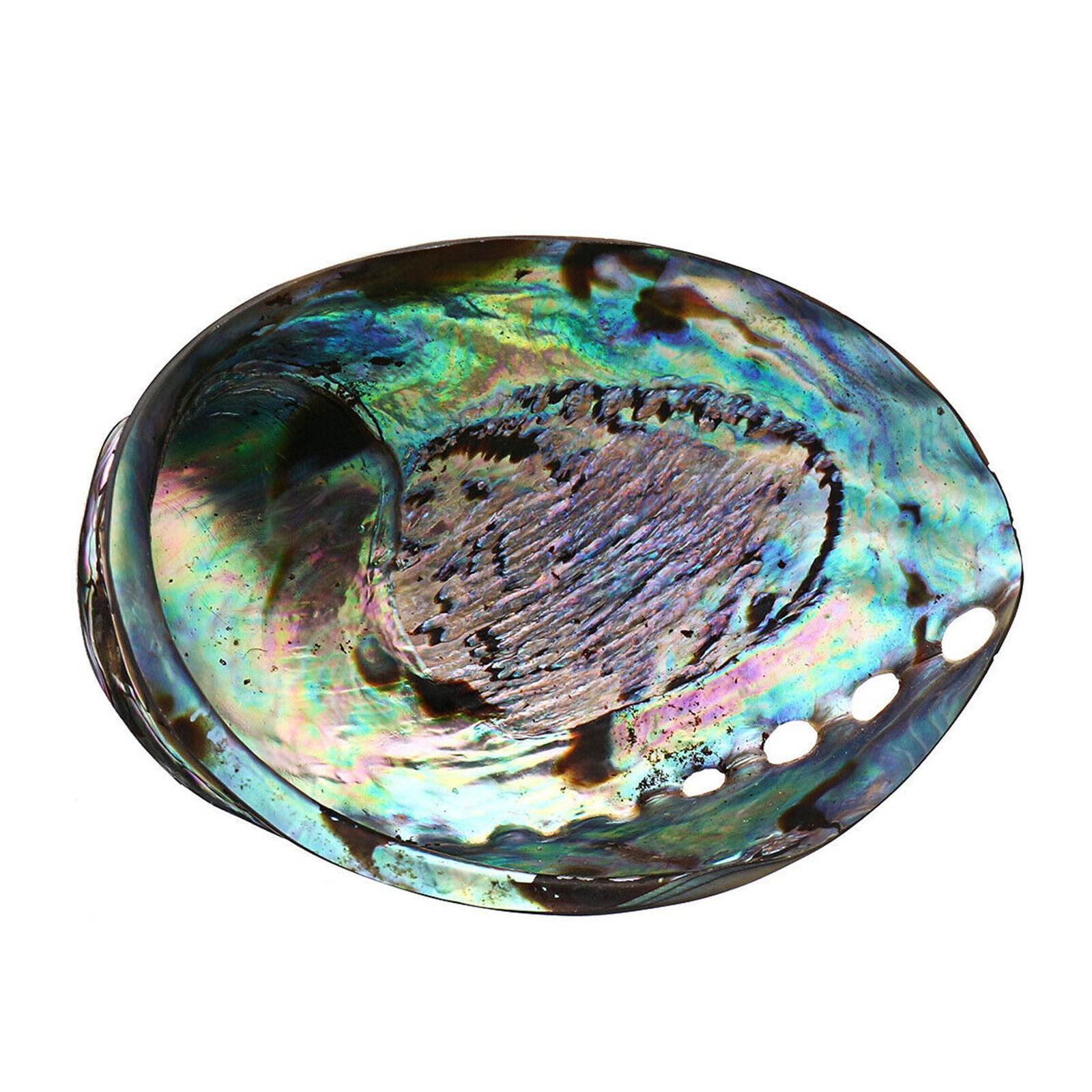 10-12cm Seashell Abalone Shell Smudging Beach House Decor Natural Rainbow