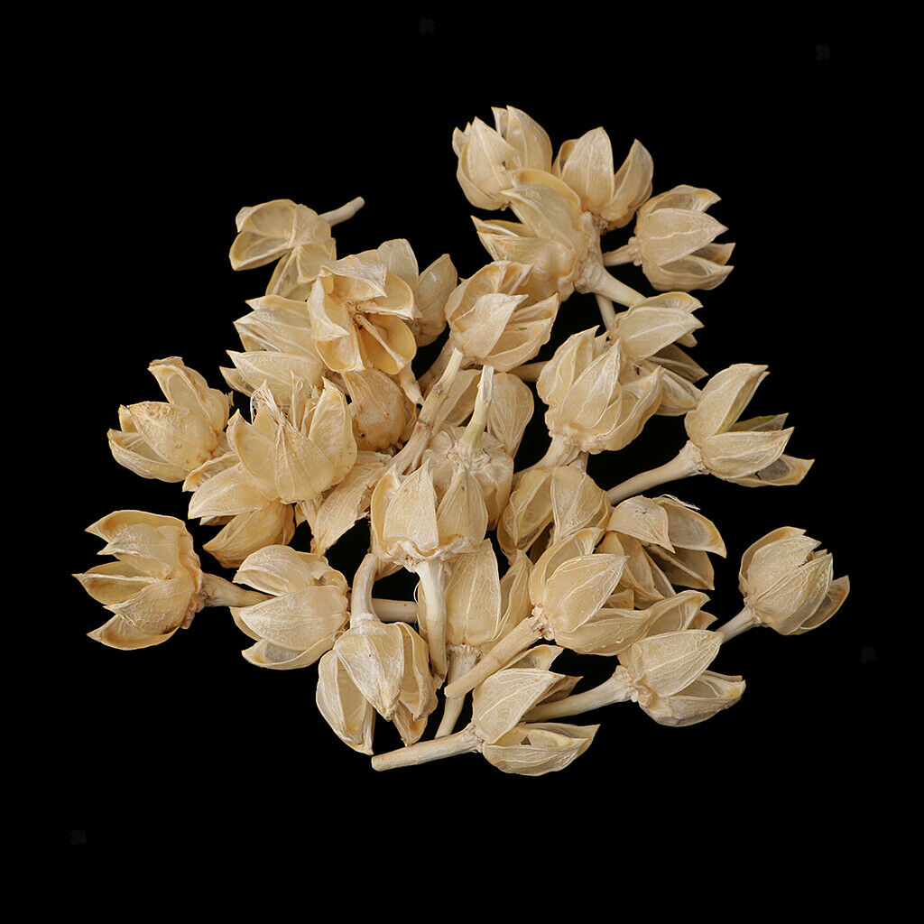 30x 2-3cm Dried Decolourize Rose Hips For Christmas Wedding Decor DIY Crafts
