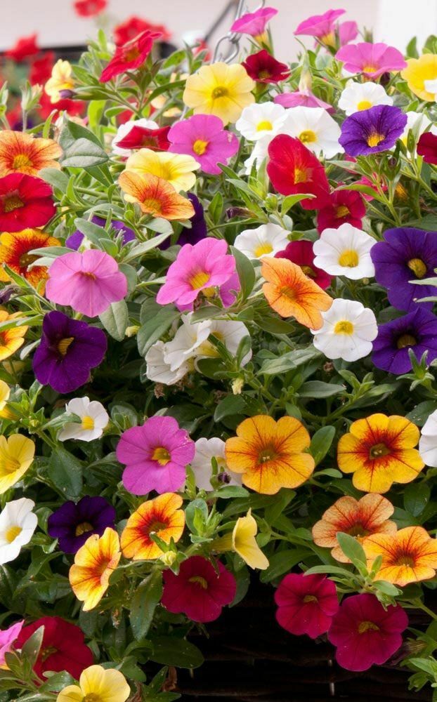 200 PCS Flowers Seeds Petunia Multicolor Annual Plant Home Garden High Quality