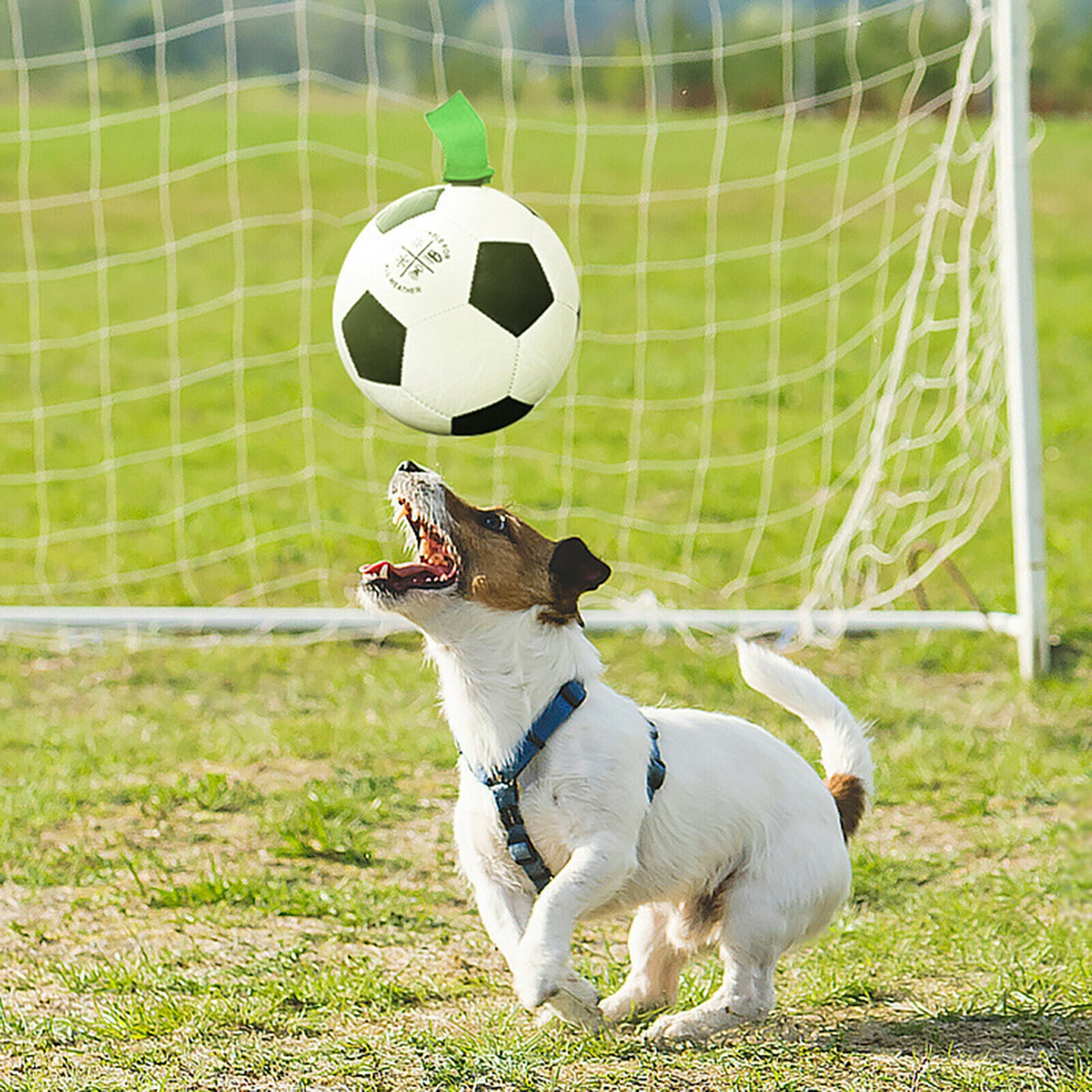 Fun Dog Soccer Exercise Interactive Fetch Ball for Lawn Grassland Pool Toys