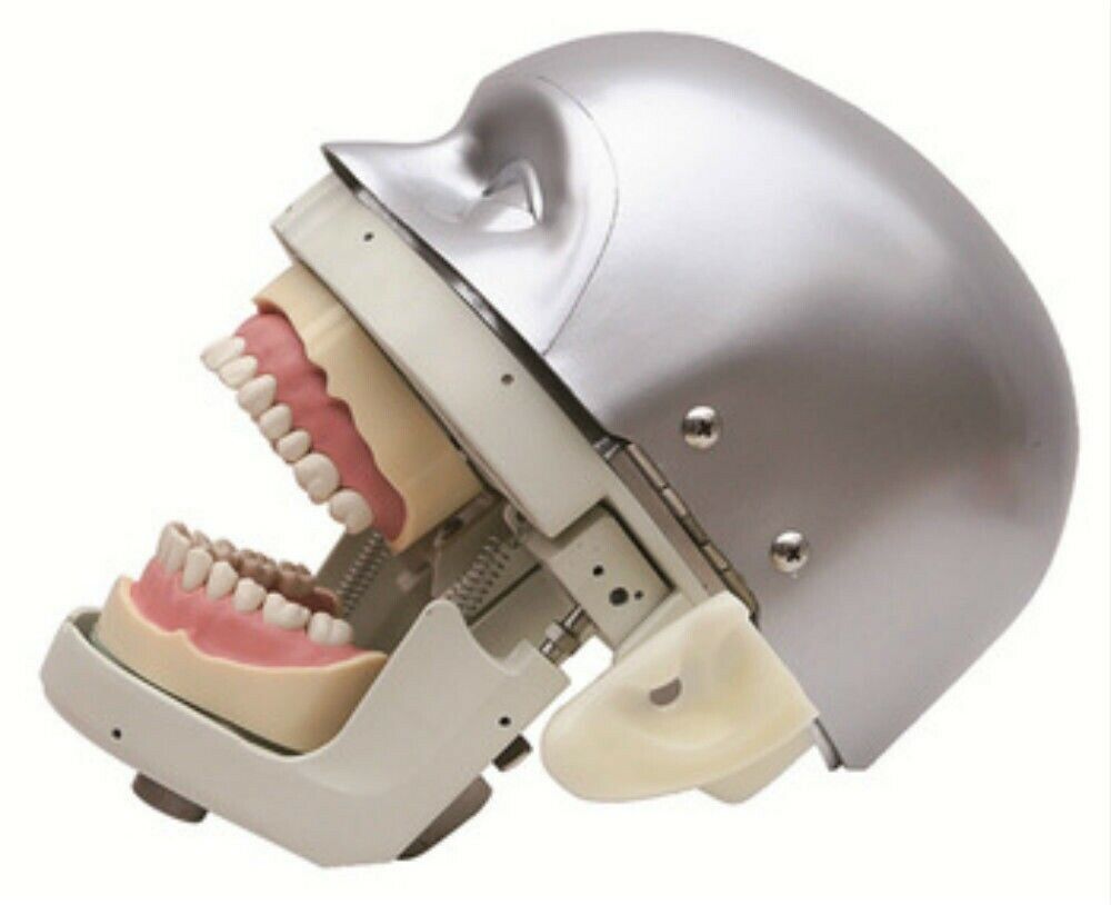 Dental Simulator Manikin Phantom Head  demonstrations practical exercises