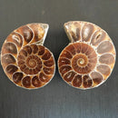1 Pc Half Cut Natural Ammonite Shell Fossil Specimen Madagascar Decoration