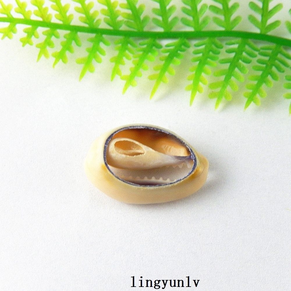 40pcs Mini Natural Shells Sea Conch Ornament Crafts Decorations 16mm-25mm