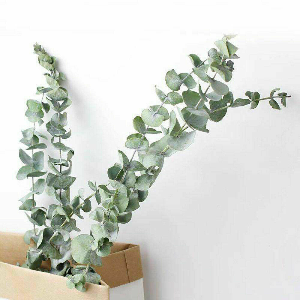 10x Natural Dried Flower Eucalyptus Branches Leaves Bouquets Home Decors hot