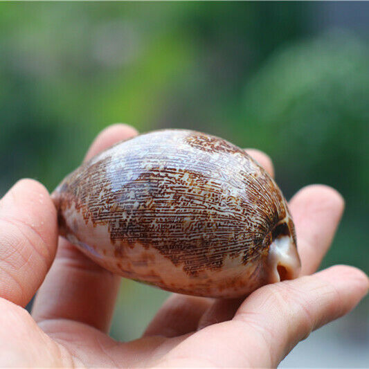 1Pc Natural Map Cowrie Conch Shell Seashell Nautical Ornament Decor 6-8cm HH6983