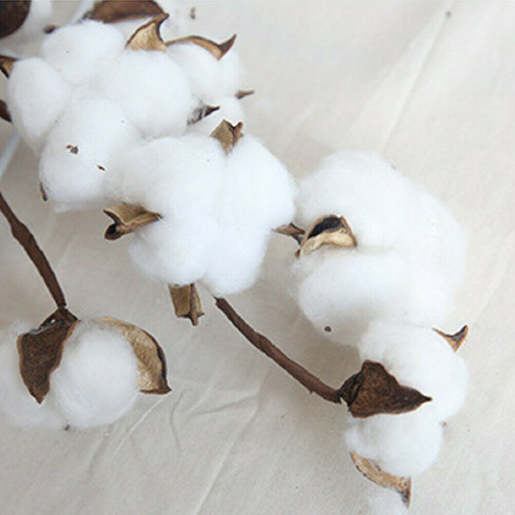 Naturally Dried Cotton Flowers Artificial Plants Wedding Home Decorati.l8