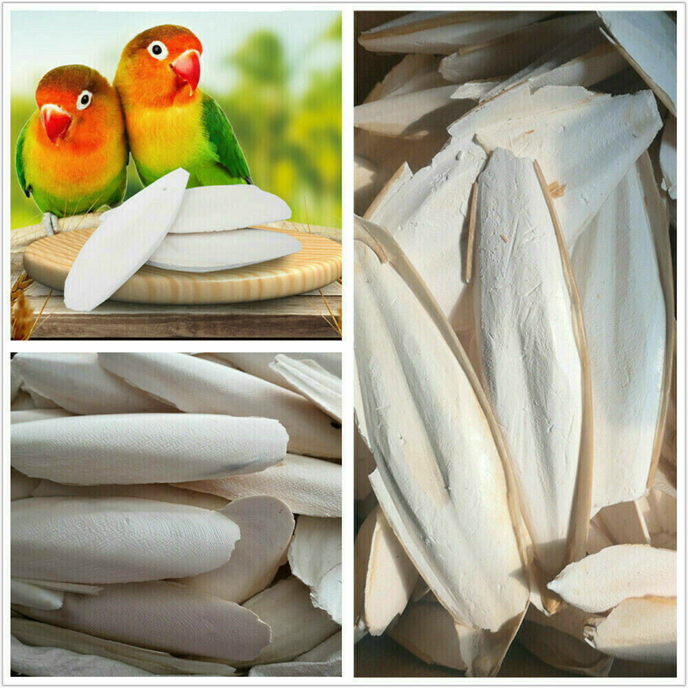 Cuttlebone 10PCS Cuttlefish Bone Sepia Cuttle Fish Bird Food Calcium US