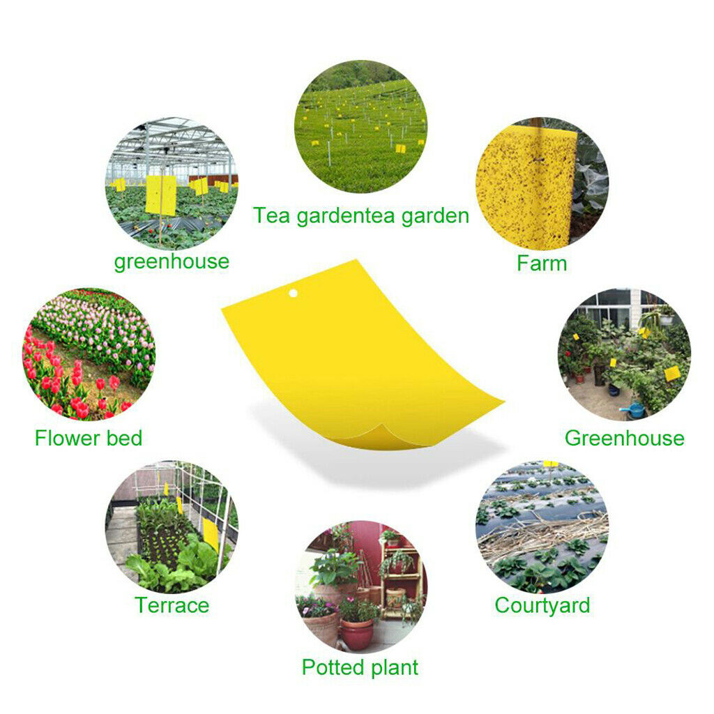 Double-Sided Sticky Traps 6x4 Inch for Whiteflies Aphids Thrips 30pcs