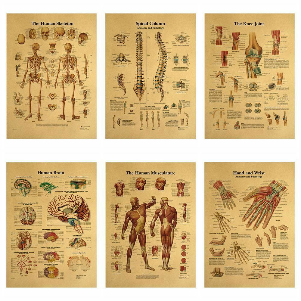 Human Structure Skeleton Musculature Retro Anatomy Picture Kraft Paper Poster