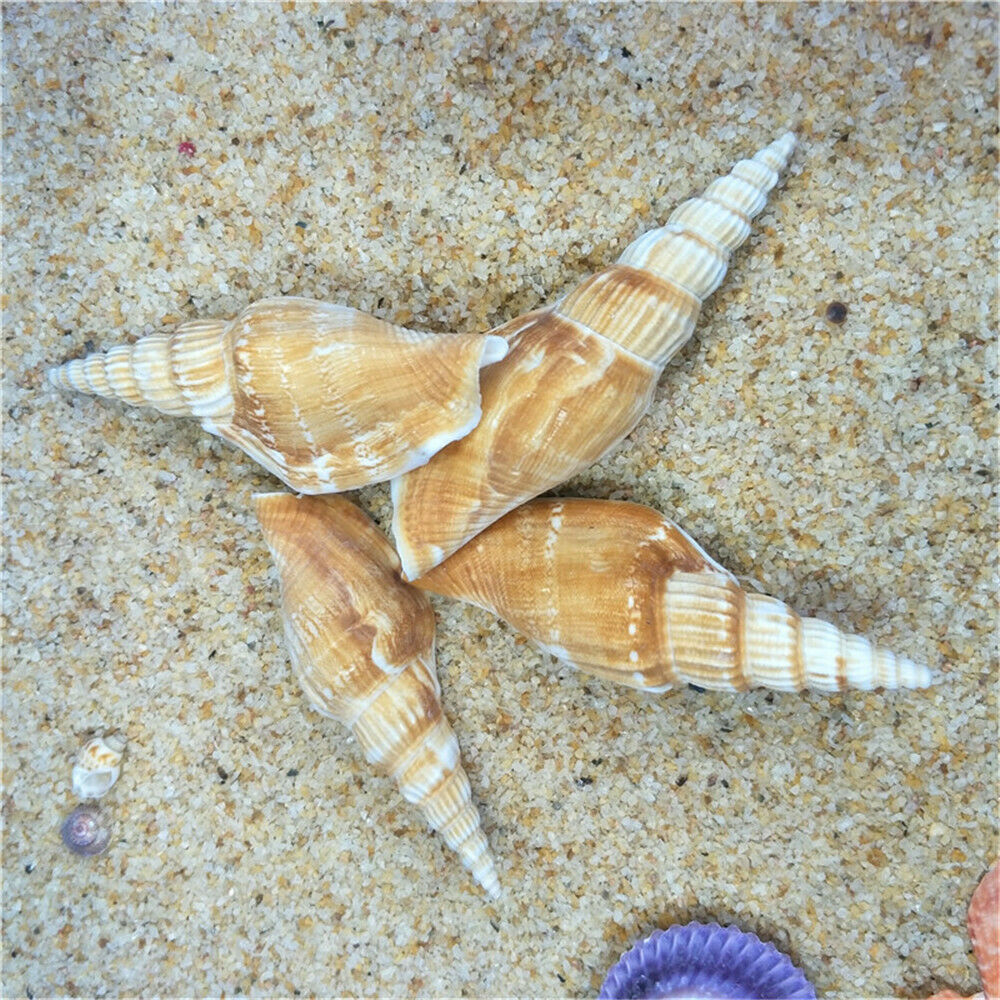 10pcs Natural Seashell Spiral Shell Conch Sea Snail Aquarium Crafts Decor 6-9 cm