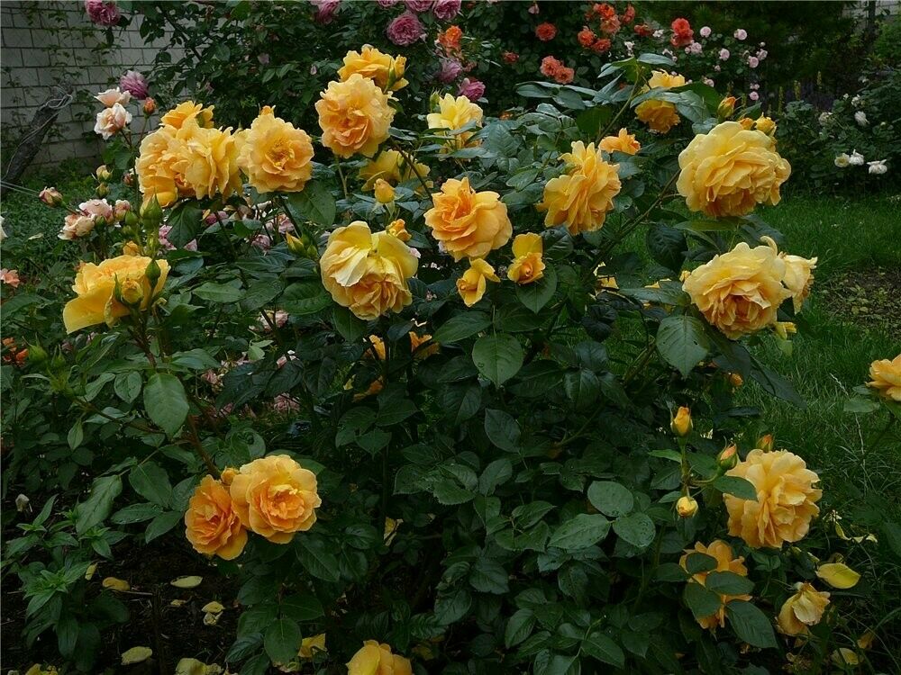 50 PCS Seeds Flowers Yellow Tea Rose Perennial Plant Home Garden High Quality