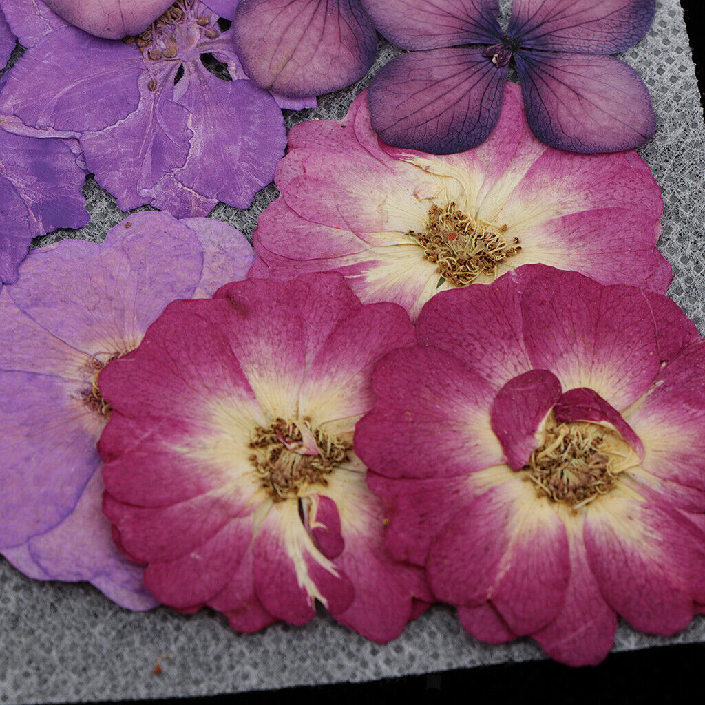 77Pcs Real Pressed Dried Flowers Scrapbooking Phone Case Wedding Home Decor
