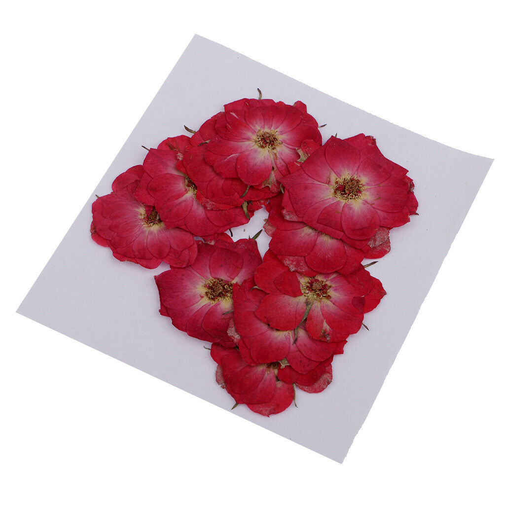 Pressed Flowers Natural Dried Real Blossom DIY Craft Gift Red Rose