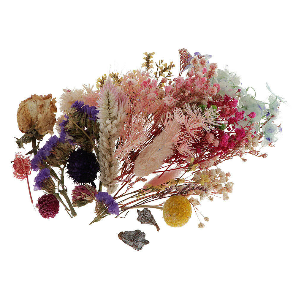 Dried Flowers Real Natural Dried Organic DIY Floral Decors Home Arts Crafts