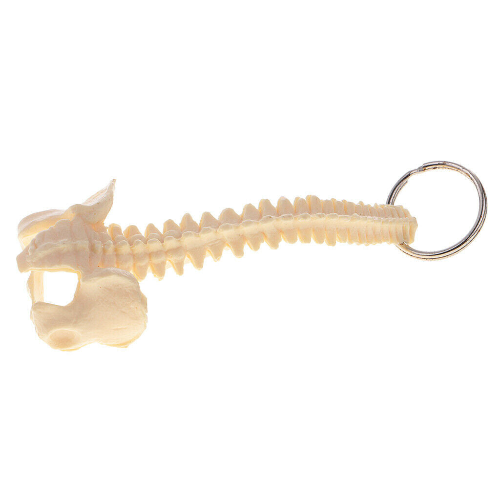 Novelty Mini Handmade Spinal Backbone Style Key Chain Key Ring Accessories