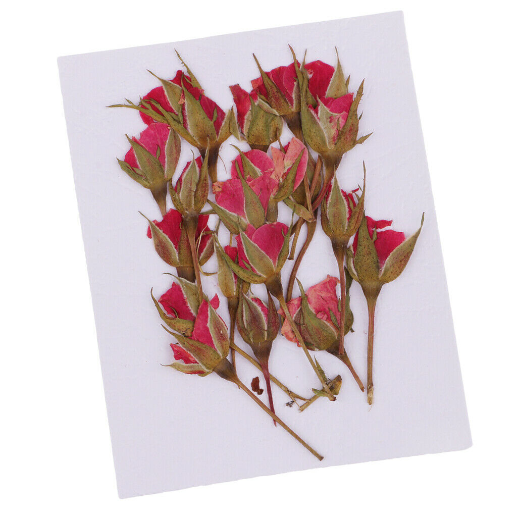 4X Real Dried Flowers Flower Decoration For DIY Art Craft Making Jewelry Making