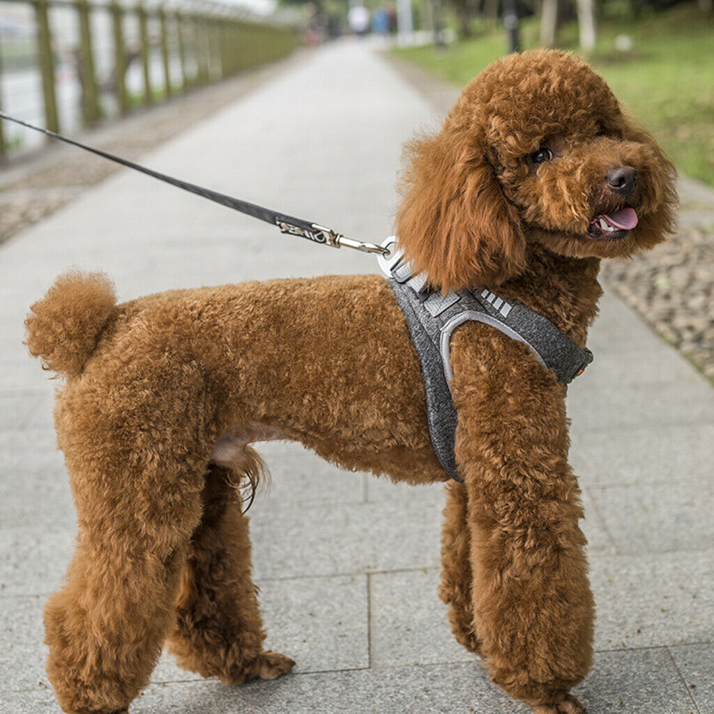 Dog Vest Harness Dog Chest Strap Adjustable Dog Vest for Small Medium Dog XS