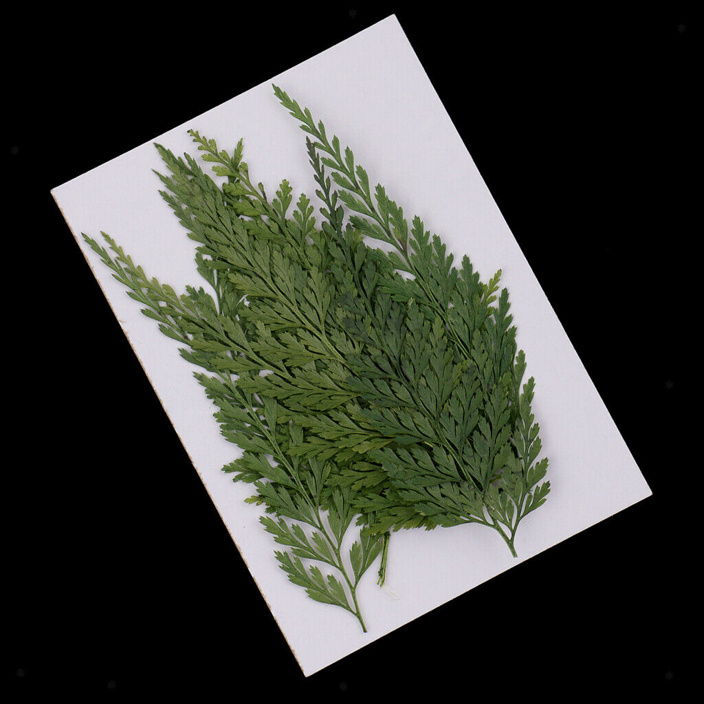 12x   7 - 8cm   Fern   Leaves   Pressed   Dried   Flowers   for   DIY