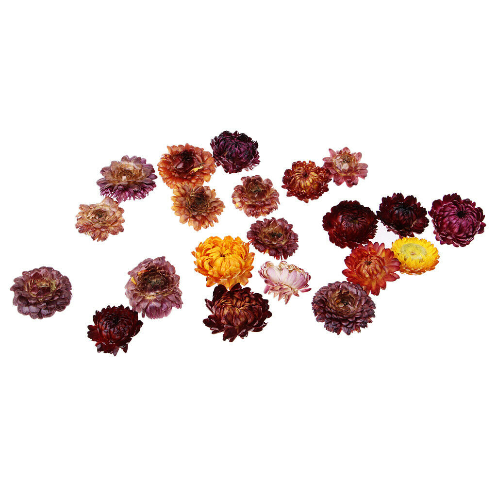 20g Pressed Flowers Real Natural Dried Flower Petals for DIY Crafts