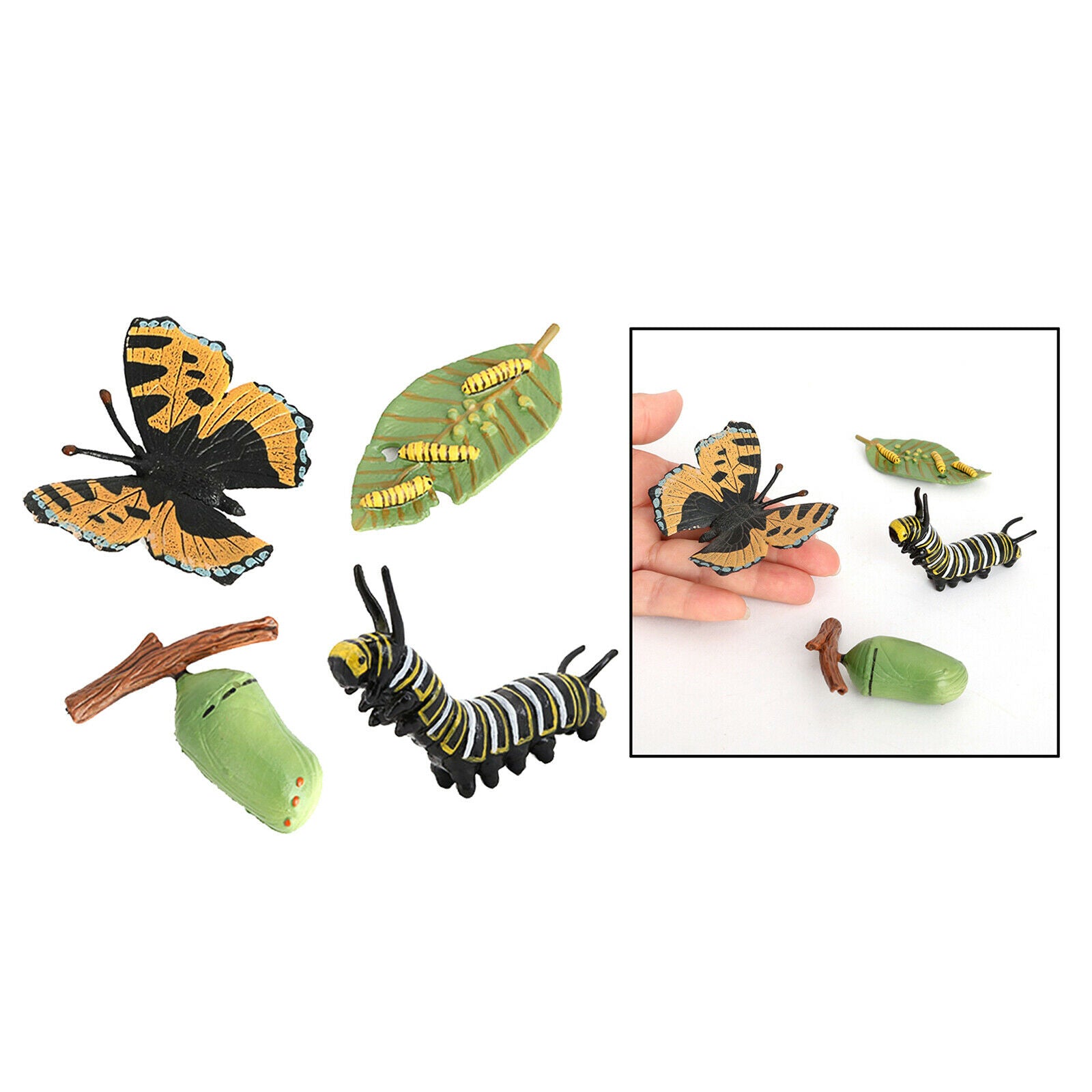 Meticulously Designed Ladybug Butterfly Lifecycle Figures， Educational