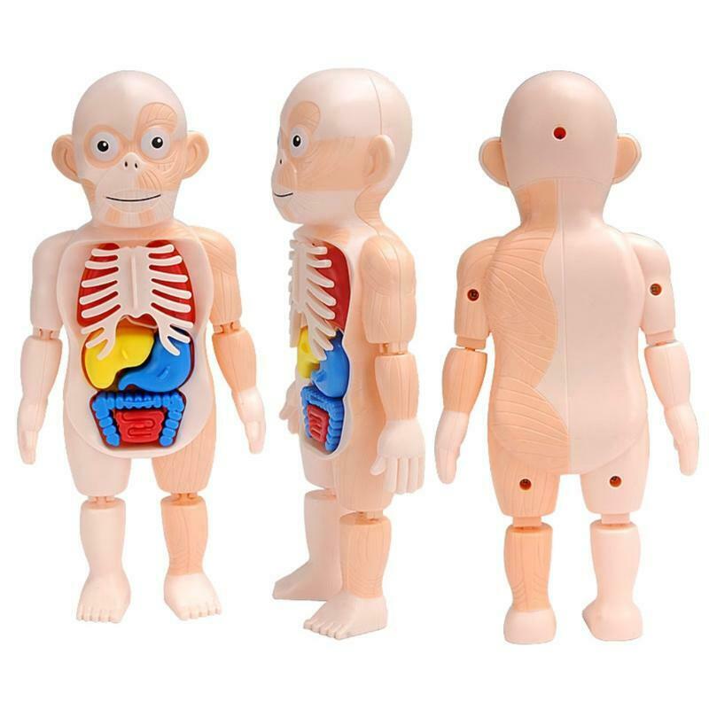 1Set Creative Building Block Human Organ Board Kindergarten Montessori Puzzle