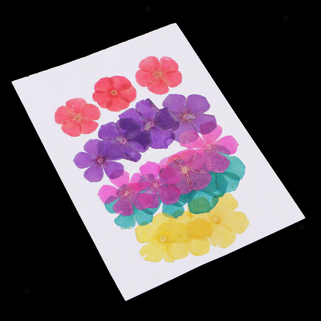 20 Pieces Natural Round 5-Petals Real Flowers Dried Flower for DIY Craft