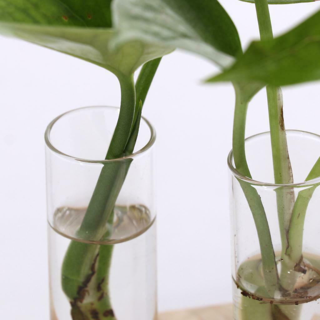 4 Pieces Glass Double Test Tube Vase Flower Pots for Hydroponic Plant